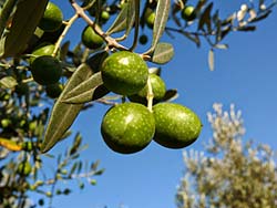 olives